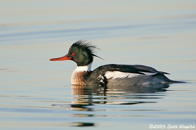 Red-breasted Merganser