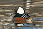 Hooded Merganser