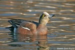 American Wigeon