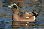 American Wigeon