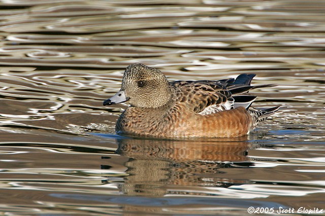 American Wigeon