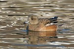 American Wigeon