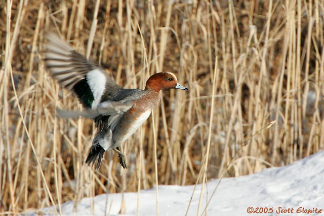 Eurasian Wigeon