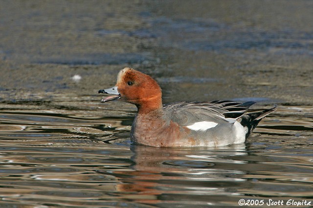 Eurasian Wigeon