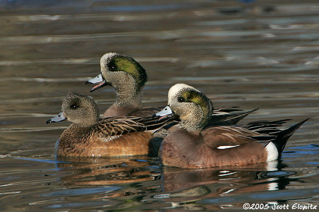 American Wigeon