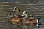 American Wigeon