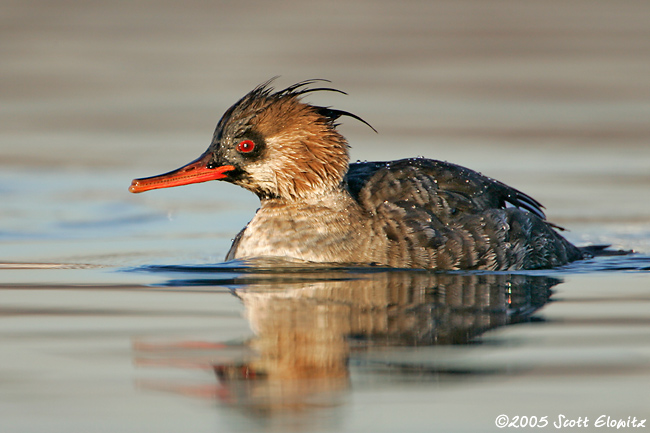 Red-breasted Merganser