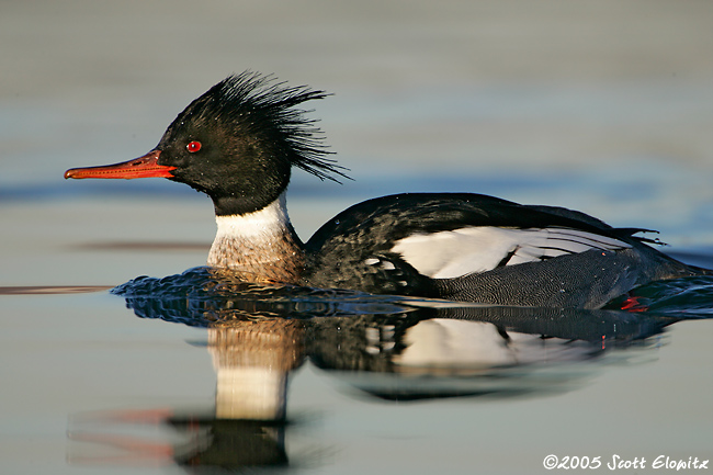 Red-breasted Merganser