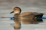 Gadwall