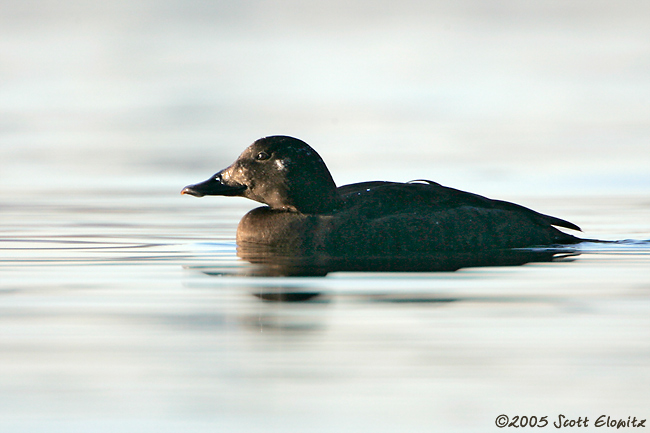 White-winged Scoter
female