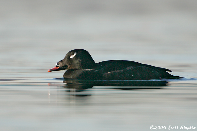 White-winged Scoter