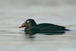 White-winged Scoter