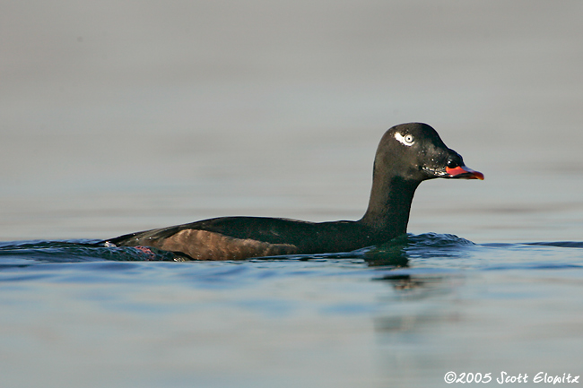 White-winged Scoter