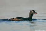 White-winged Scoter