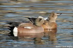 American Wigeon