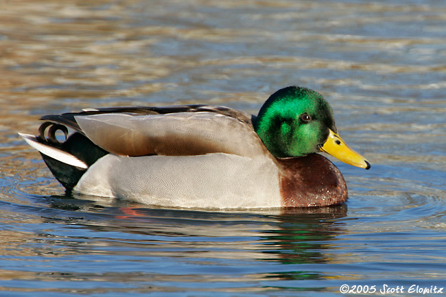 Mallard