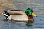 Mallard