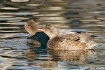 Gadwall