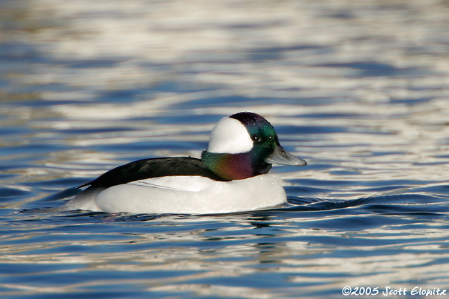 Bufflehead