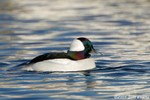 Bufflehead