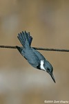 Belted Kingfisher