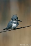 Belted Kingfisher