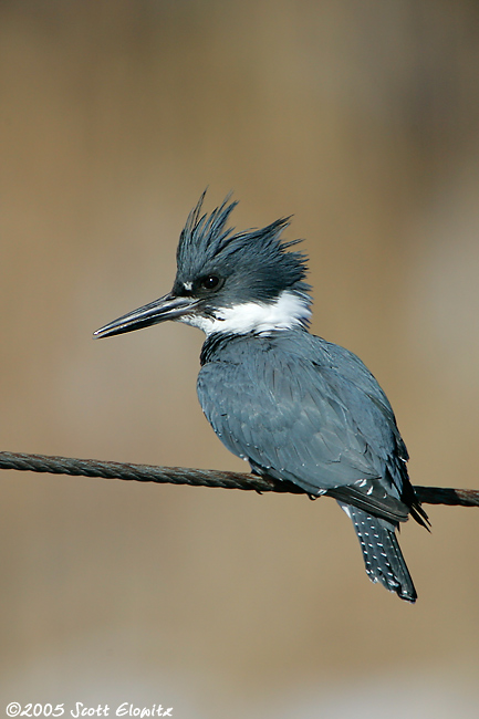 Belted Kingfisher