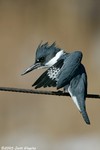 Belted Kingfisher