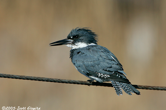 Belted Kingfisher