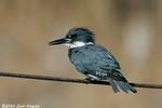 Belted Kingfisher