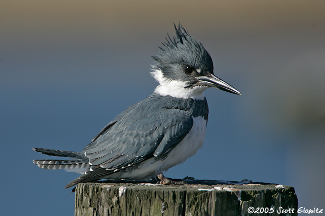 Belted Kingfisher