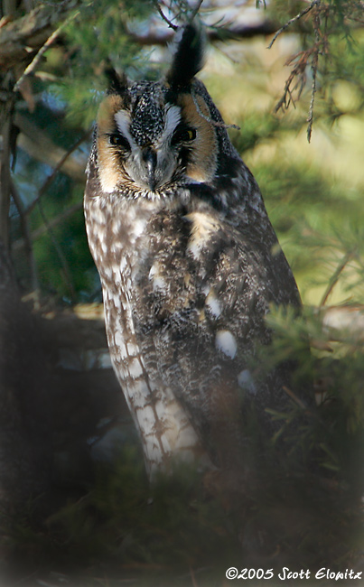 Long-eared Owl