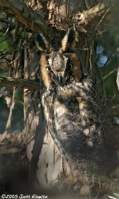 Long-eared Owl