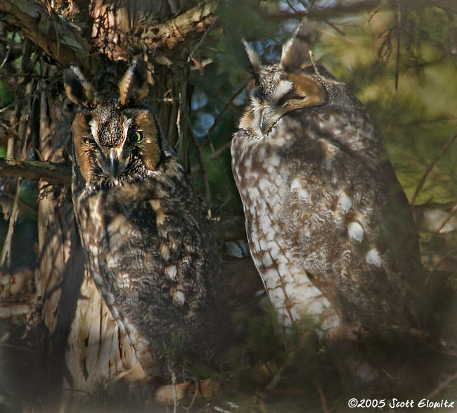 Long-eared Owl