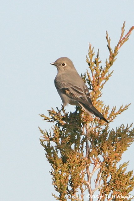 Townsend's Solitaire