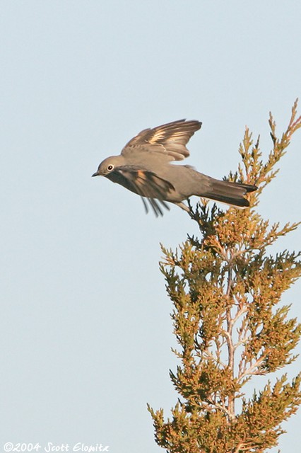 Townsend's Solitaire