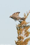 Townsend's Solitaire