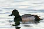 Lesser Scaup