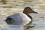 Canvasback