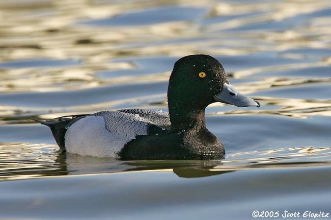 Greater Scaup