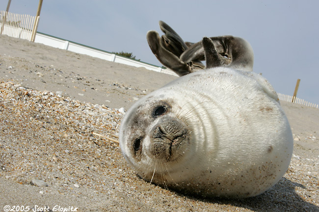 Harp Seal