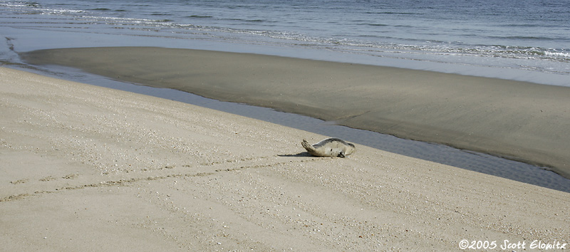 Harp Seal