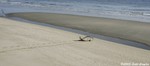 Harp Seal