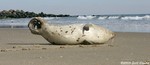 Harp Seal