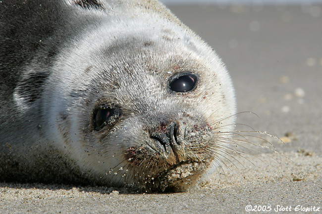 Harp Seal