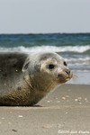 Harp Seal