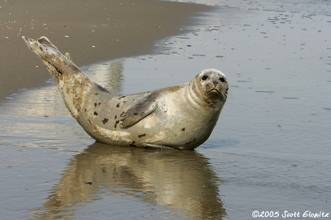 Harp Seal