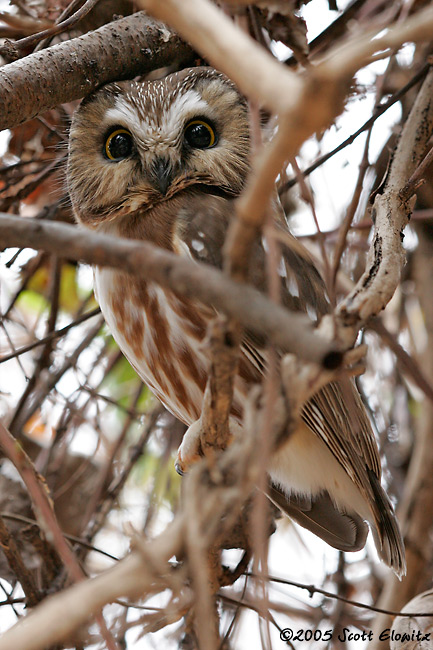 Northern Saw-whet Owl