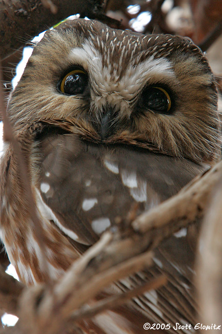 Northern Saw-whet Owl 