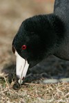 American Coot